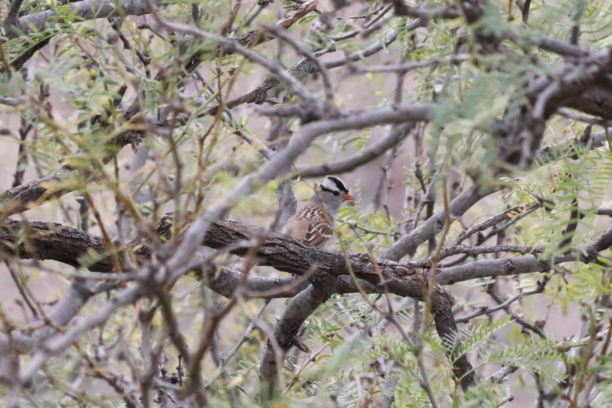 White-crowned Sparrow - ML452045161