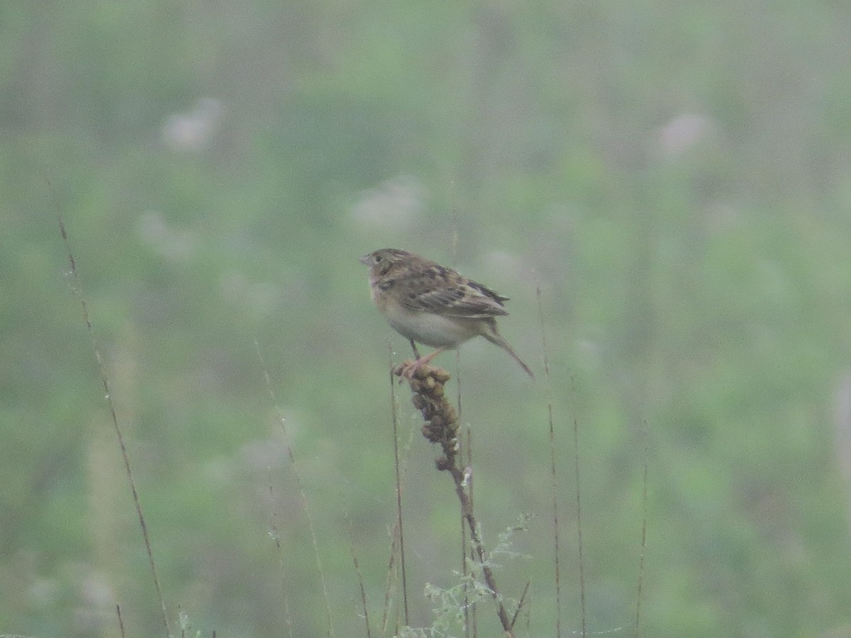 Grasshopper Sparrow - ML452045301