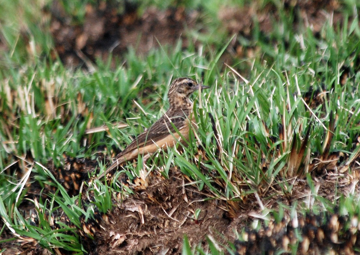 African Pipit (Cameroon) - ML45204671