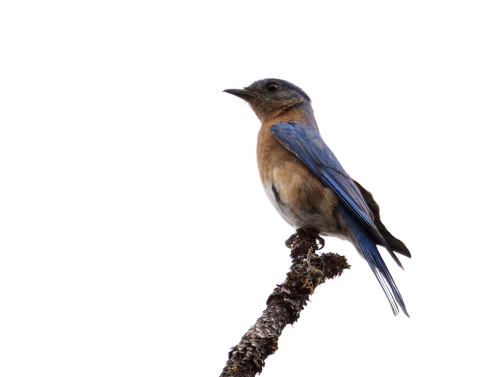 Eastern Bluebird (Mexican) - ML452047911