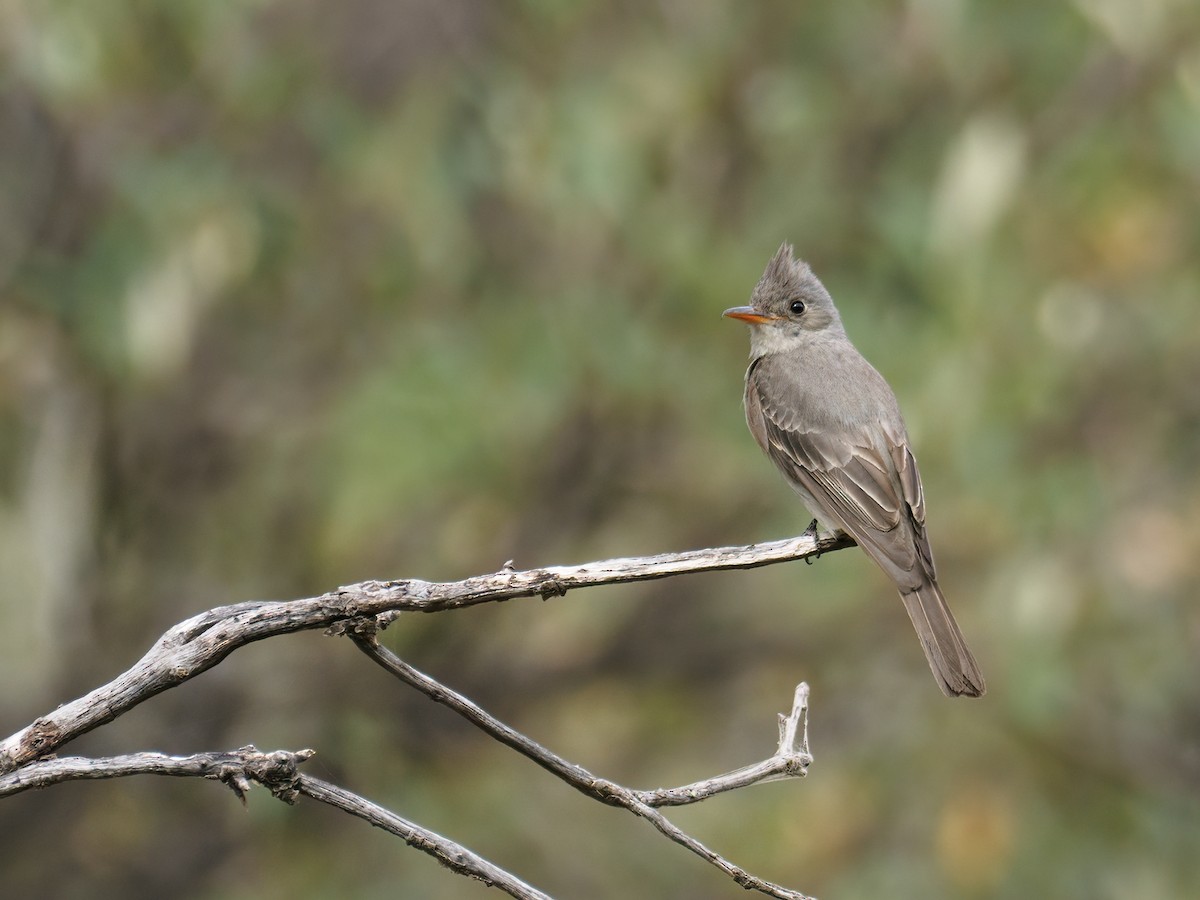 Greater Pewee - ML452048091
