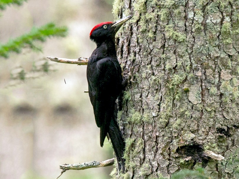Black Woodpecker - David Irving