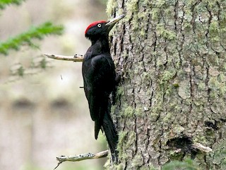  - Black Woodpecker