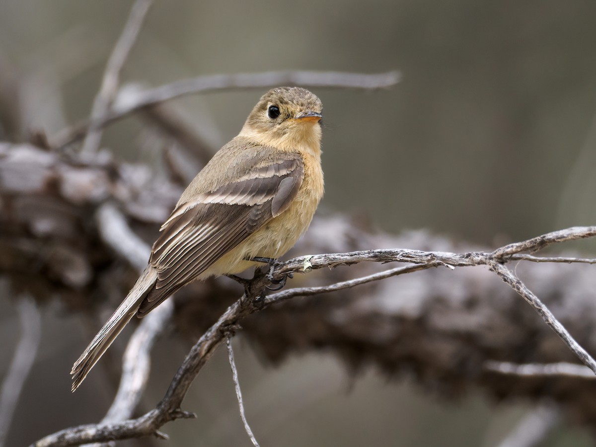 Buff-breasted Flycatcher - Nick Athanas
