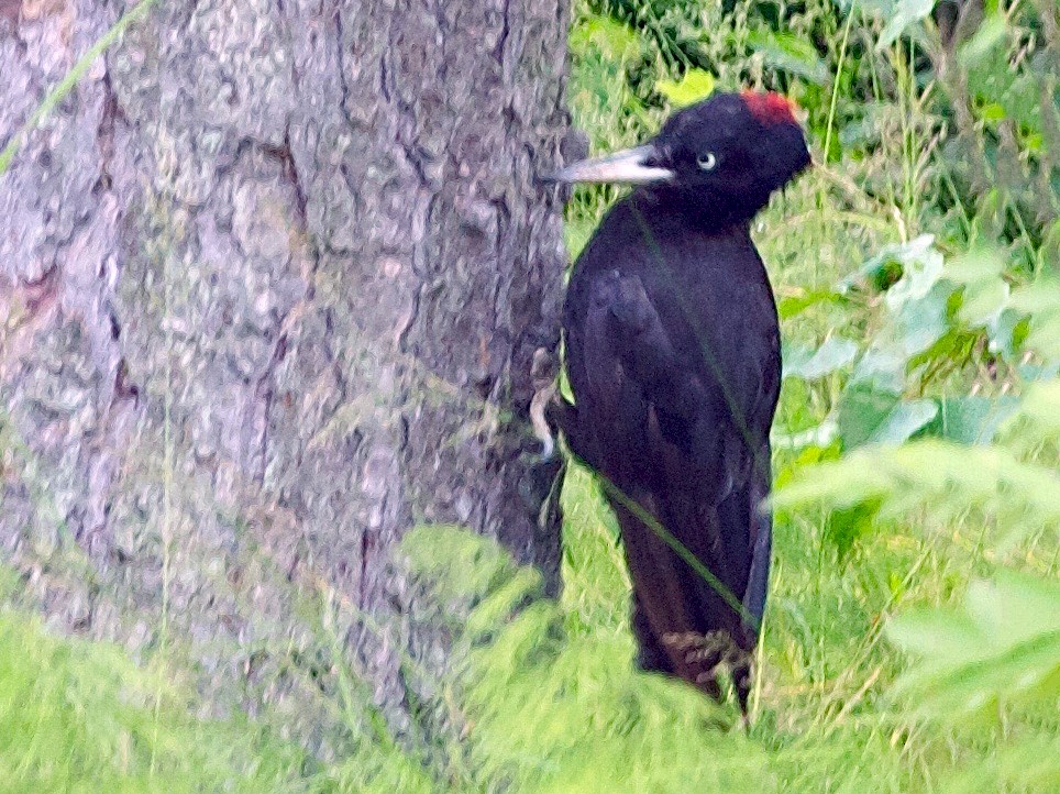 Black Woodpecker - Karl Overman