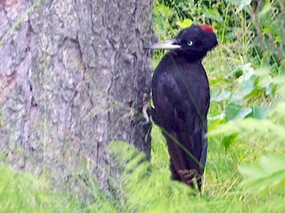 クマゲラ - eBird