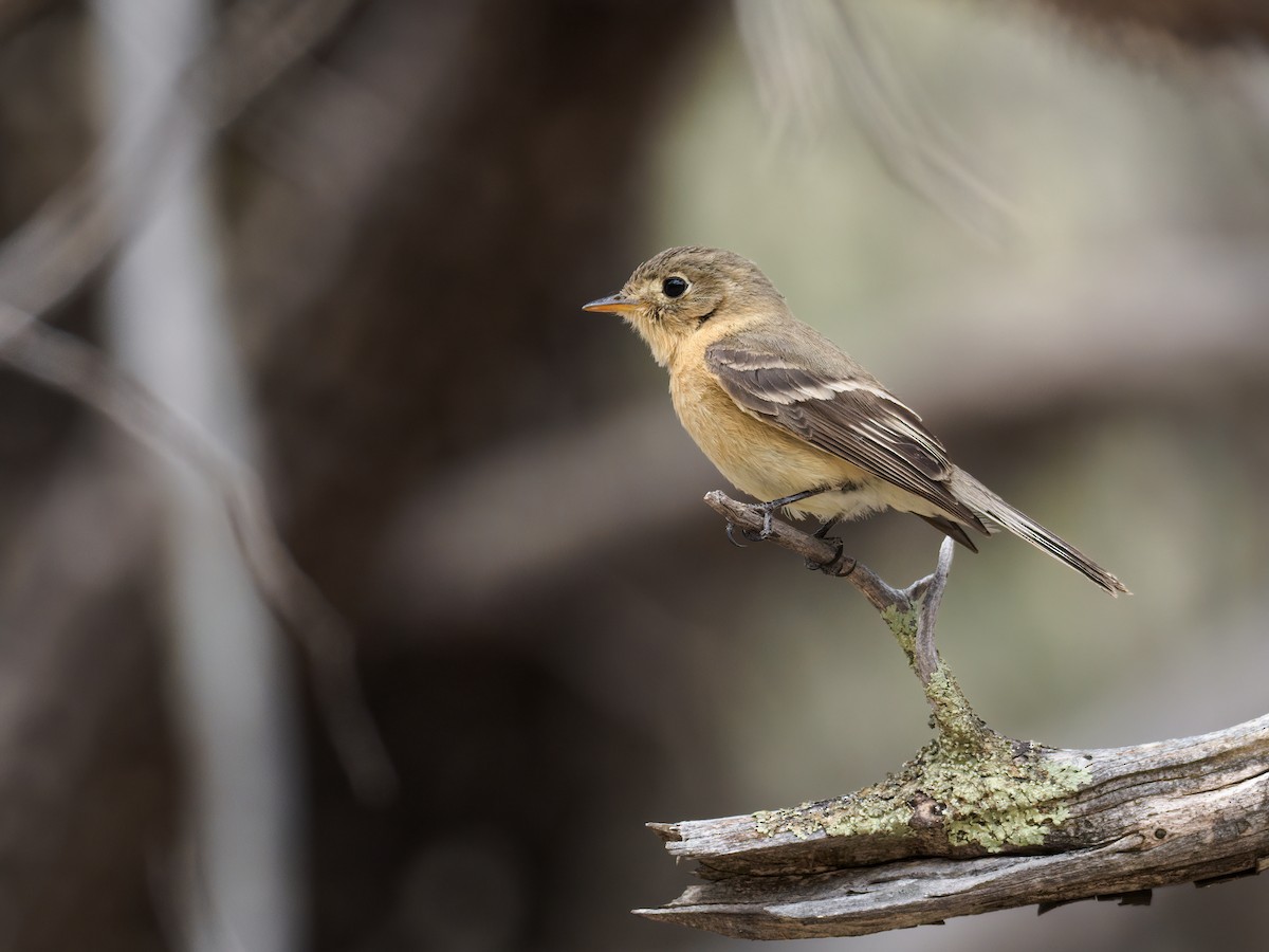 Buff-breasted Flycatcher - Nick Athanas