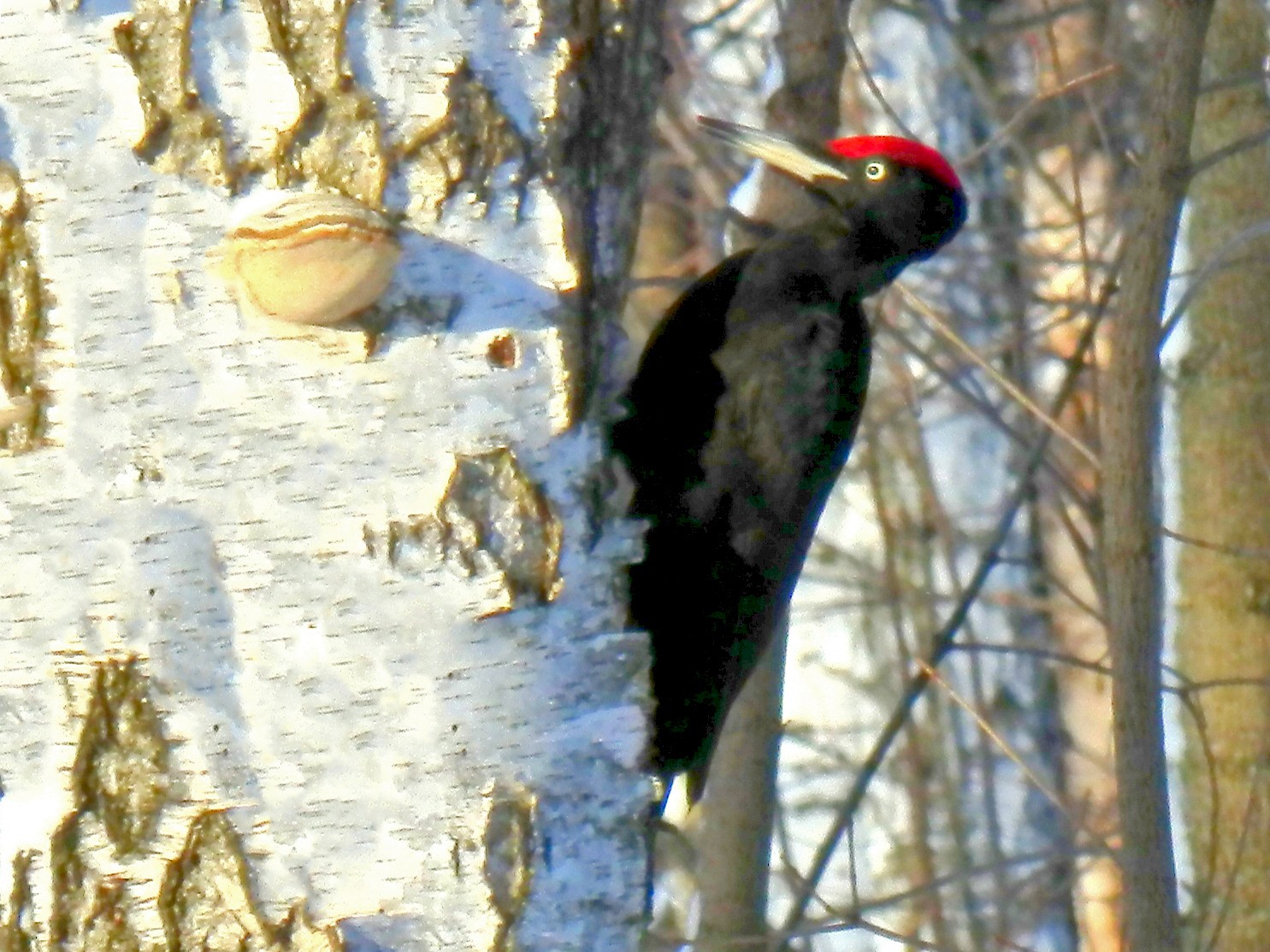 Black Woodpecker - Scott Young