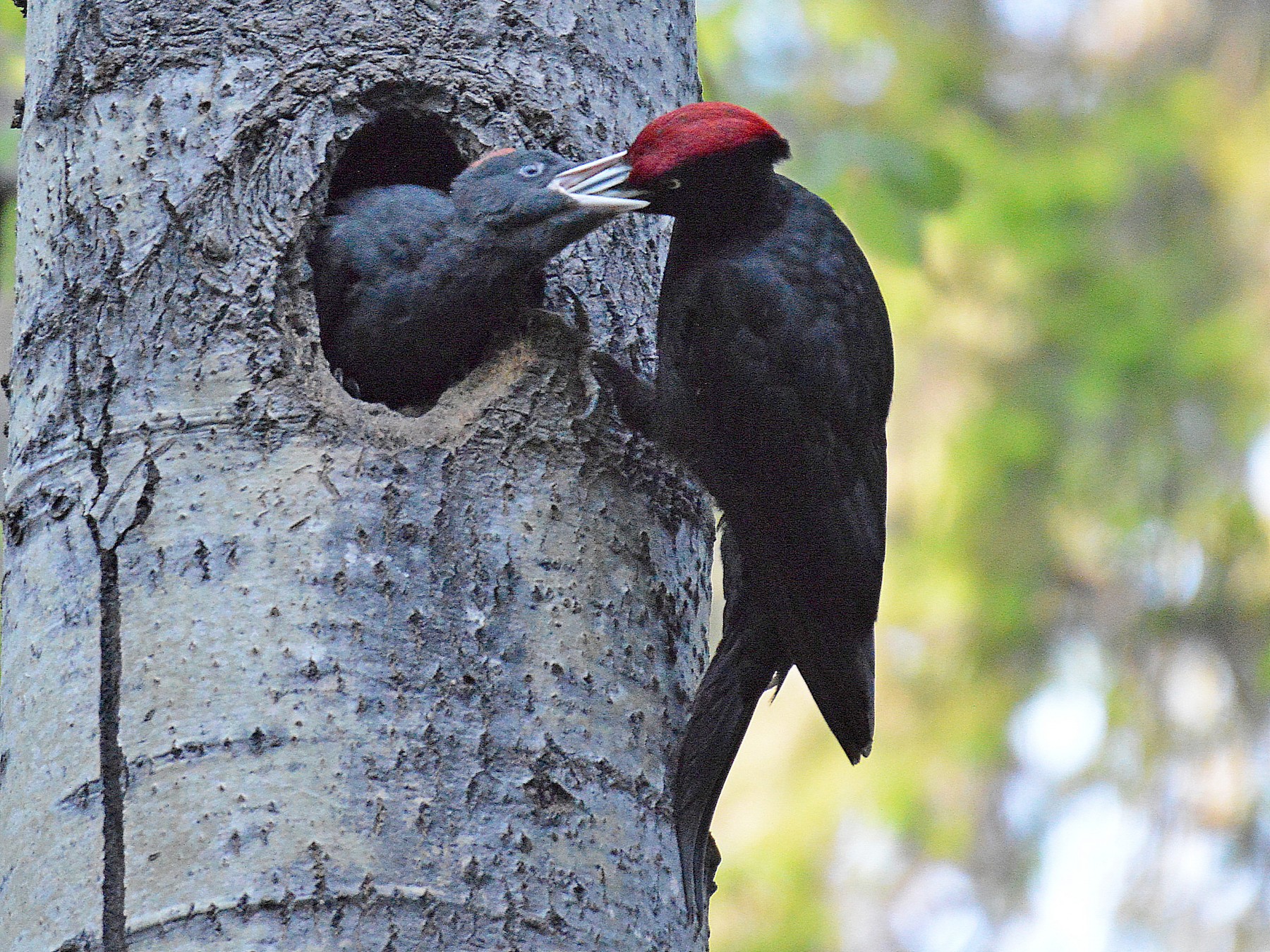 Black Woodpecker - Daniel Murphy