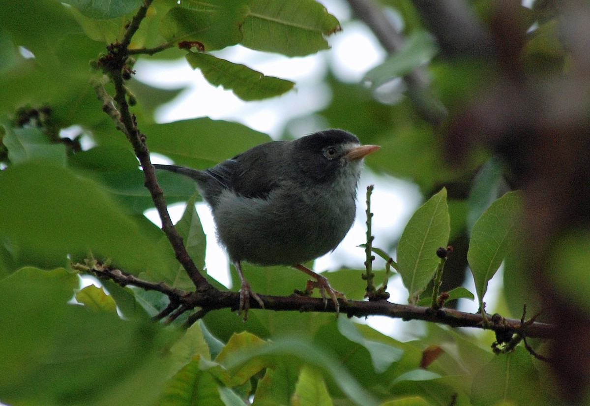 Zostérops du Cameroun - ML45205091