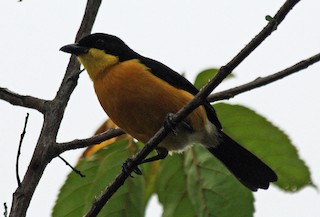  - Yellow-breasted Boubou