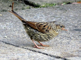  - Dunnock