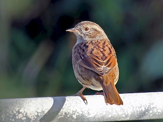  - Dunnock
