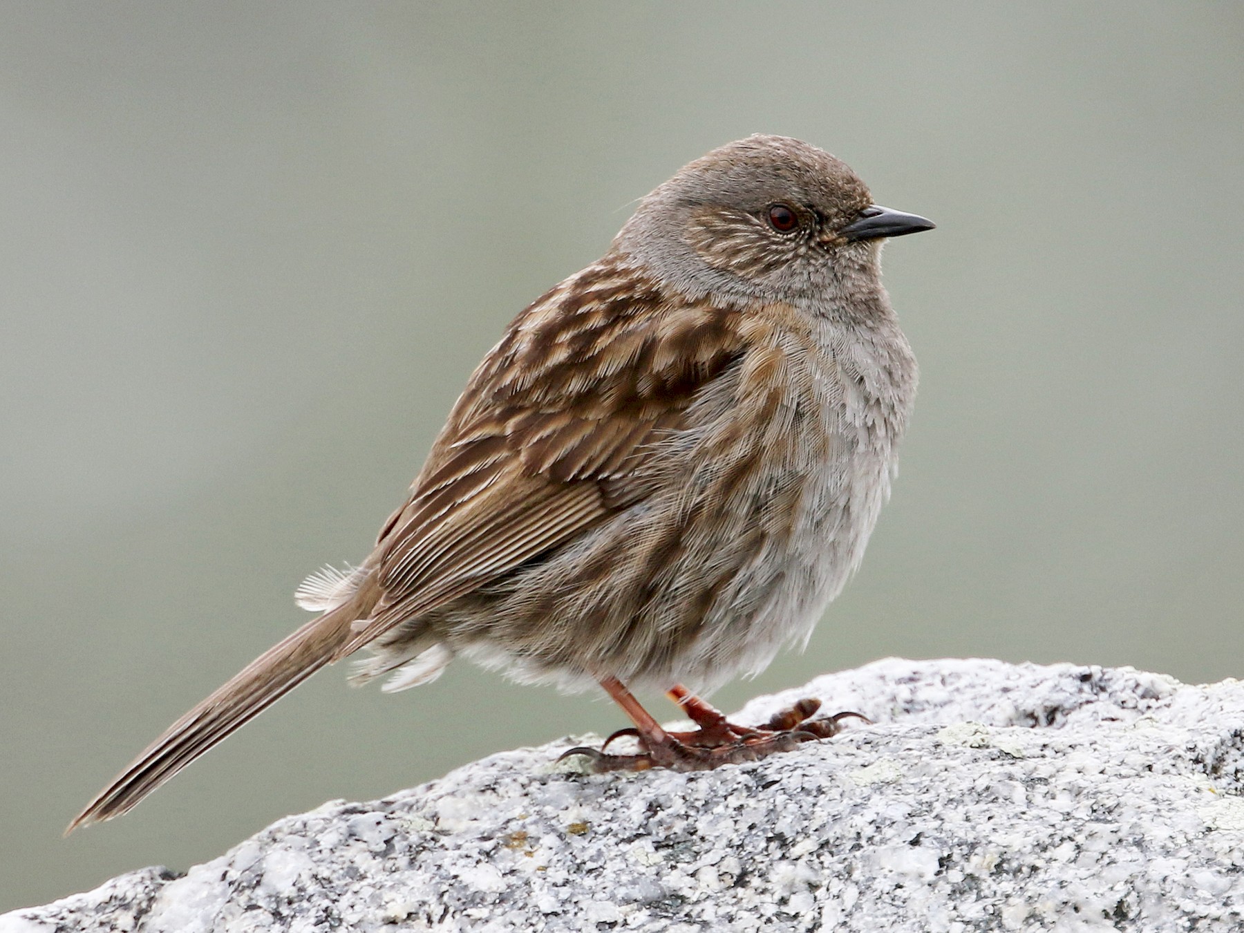 Dunnock - eBird