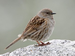  - Dunnock