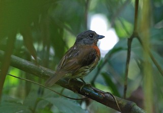  - Gray-headed Broadbill