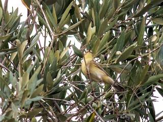  - Willow Warbler