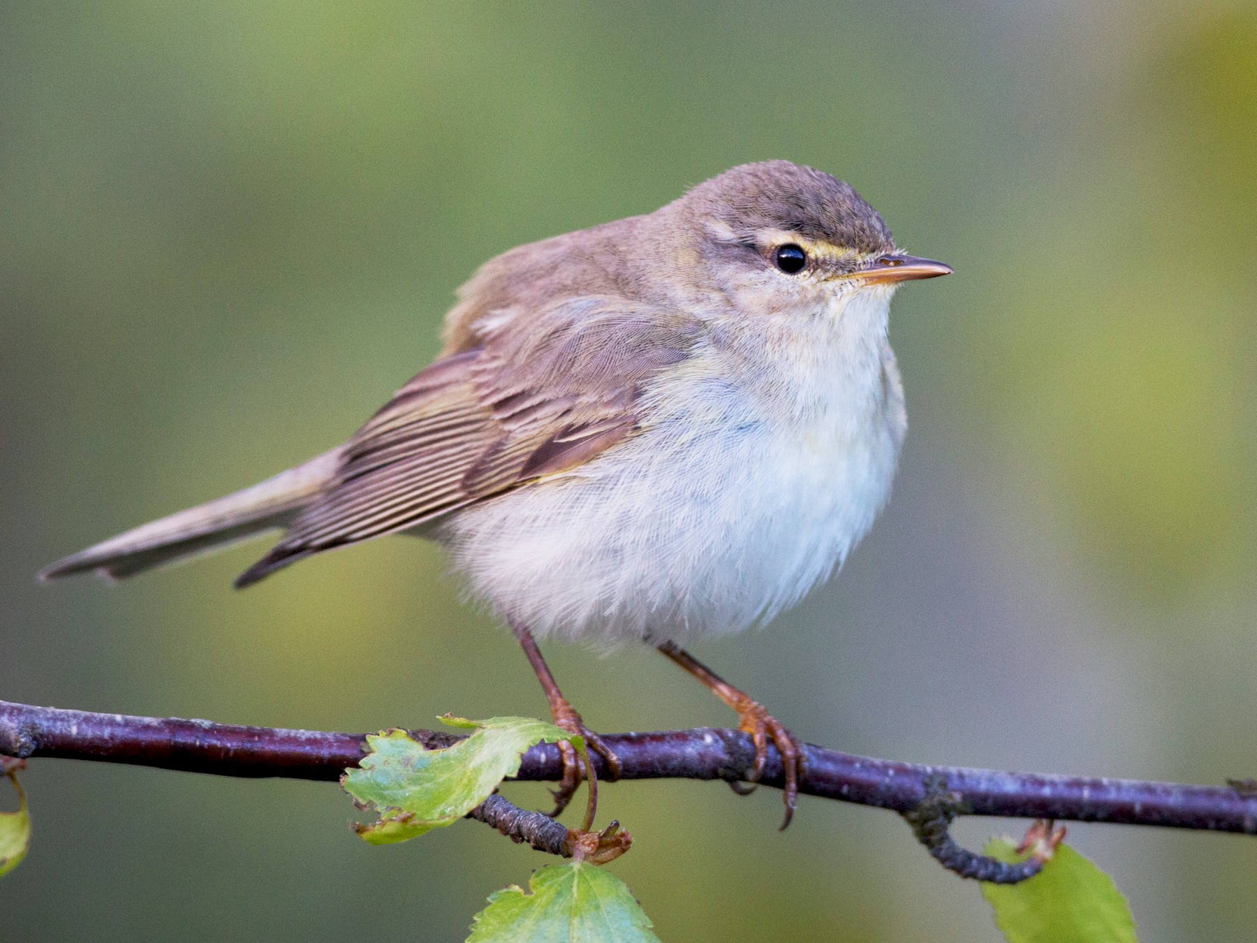 Willow Warbler - Ian Davies