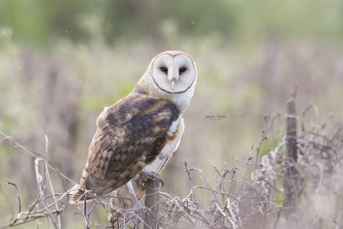 Barn Owl - Jerome Foster