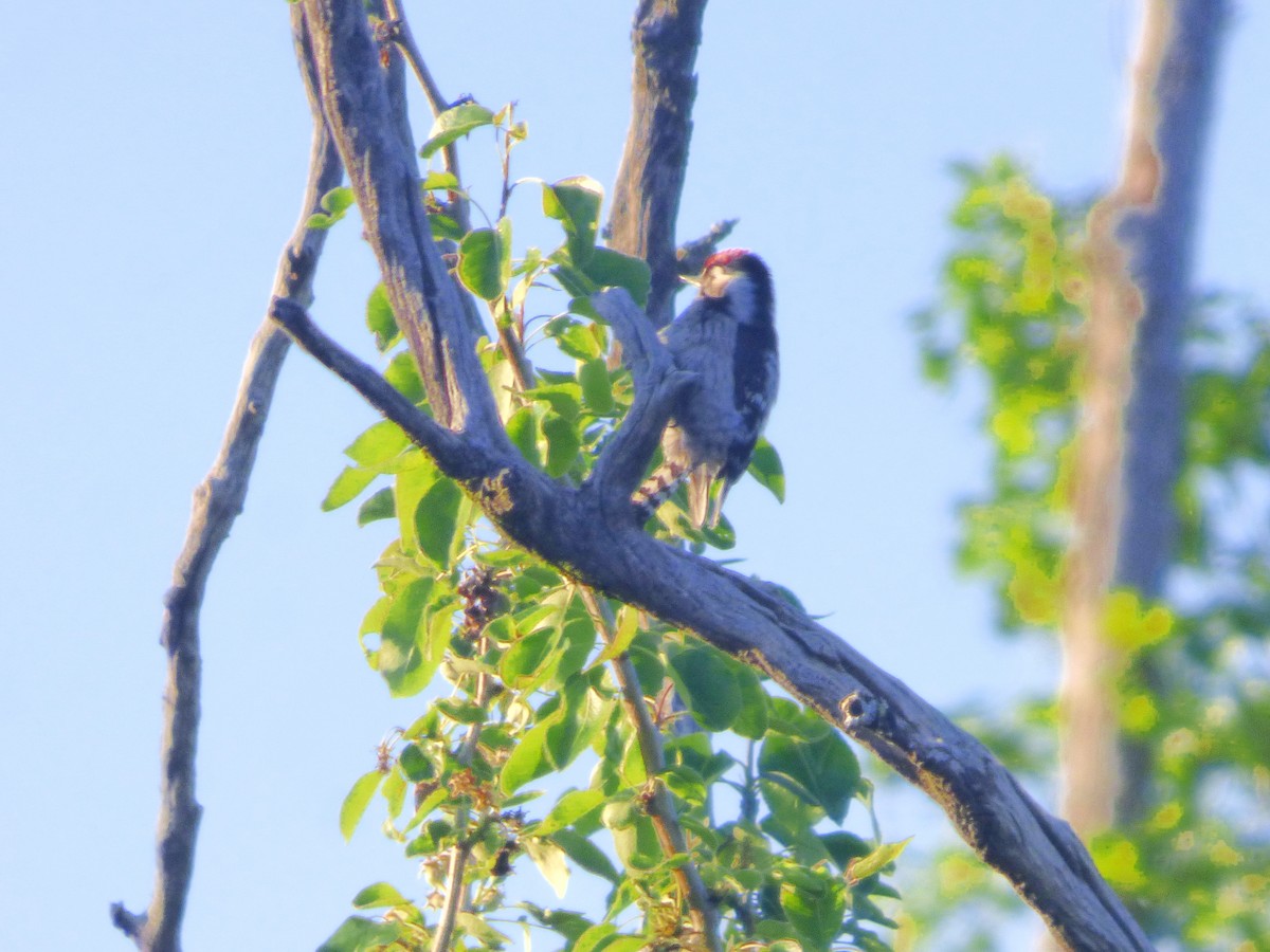 Lesser Spotted Woodpecker - Joaquín Mayo García