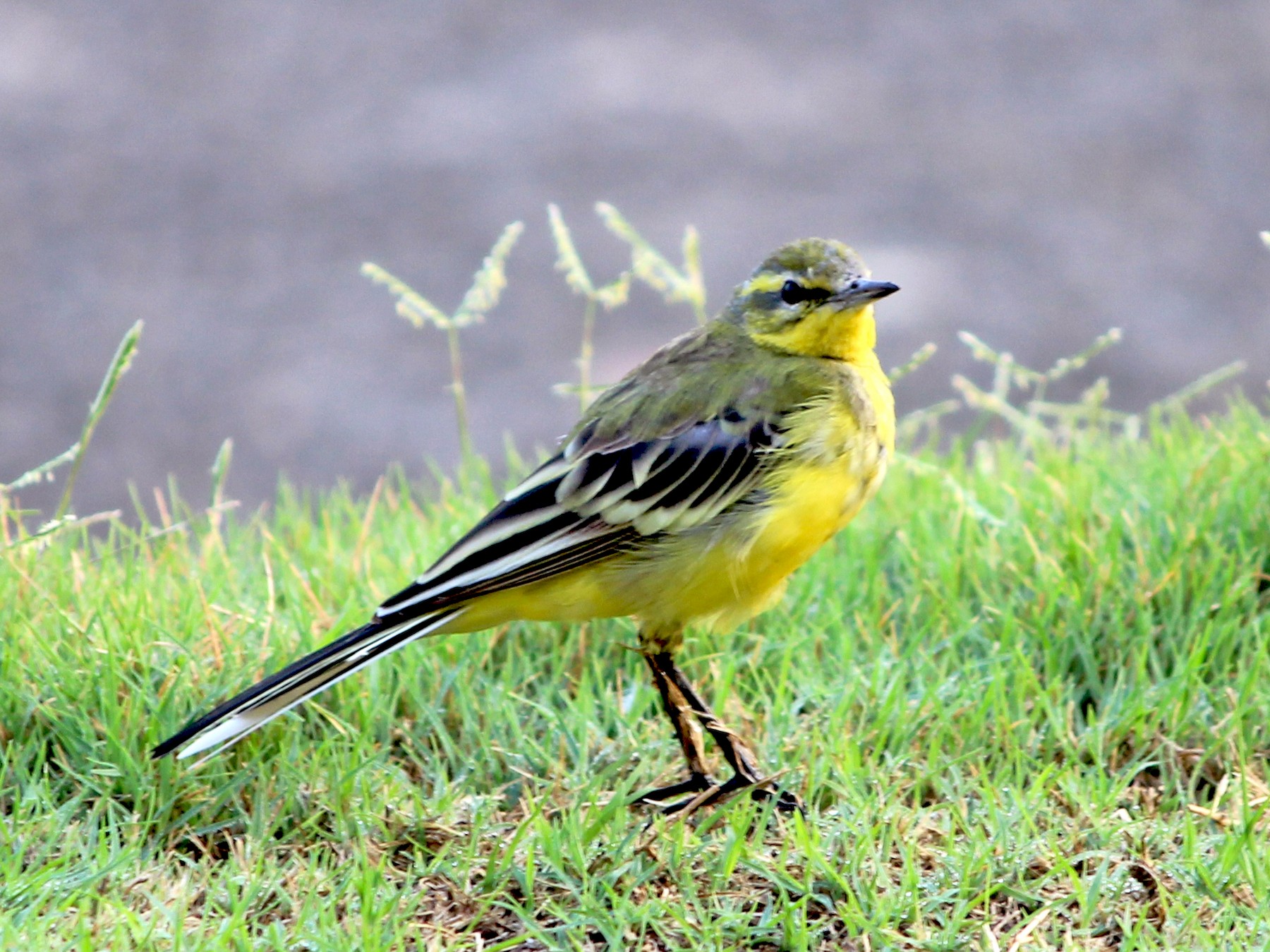 Western Yellow Wagtail - Komal Agrawal