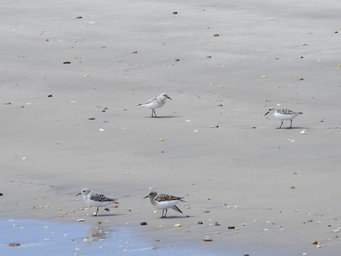 Sanderling - Victoria Sindlinger