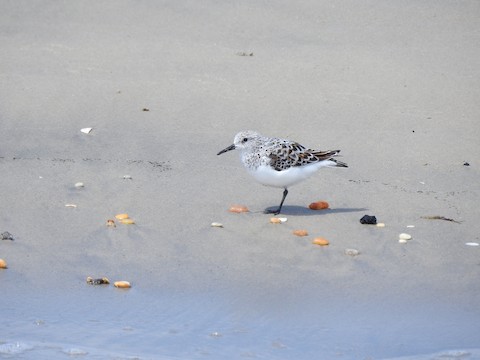 Sanderling - Victoria Sindlinger
