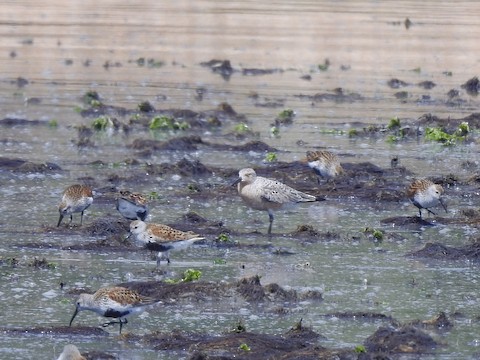 Red Knot - Victoria Sindlinger