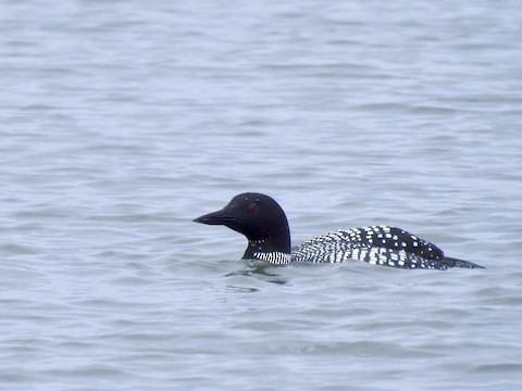 Common Loon - Victoria Sindlinger