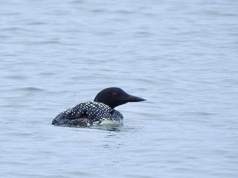 Common Loon - Victoria Sindlinger