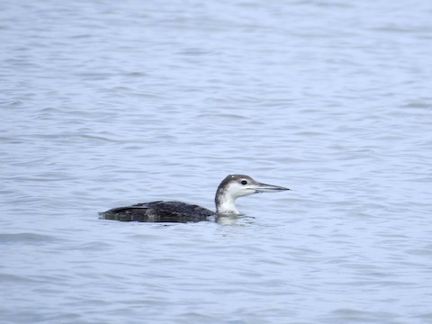 Common Loon - Victoria Sindlinger