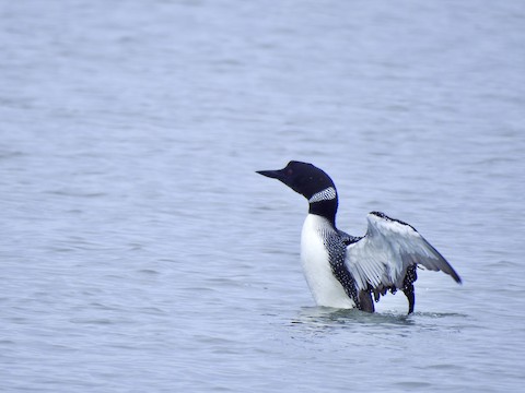 Common Loon - Victoria Sindlinger