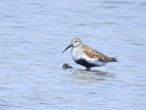 Dunlin - Victoria Sindlinger