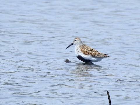 Dunlin - Victoria Sindlinger