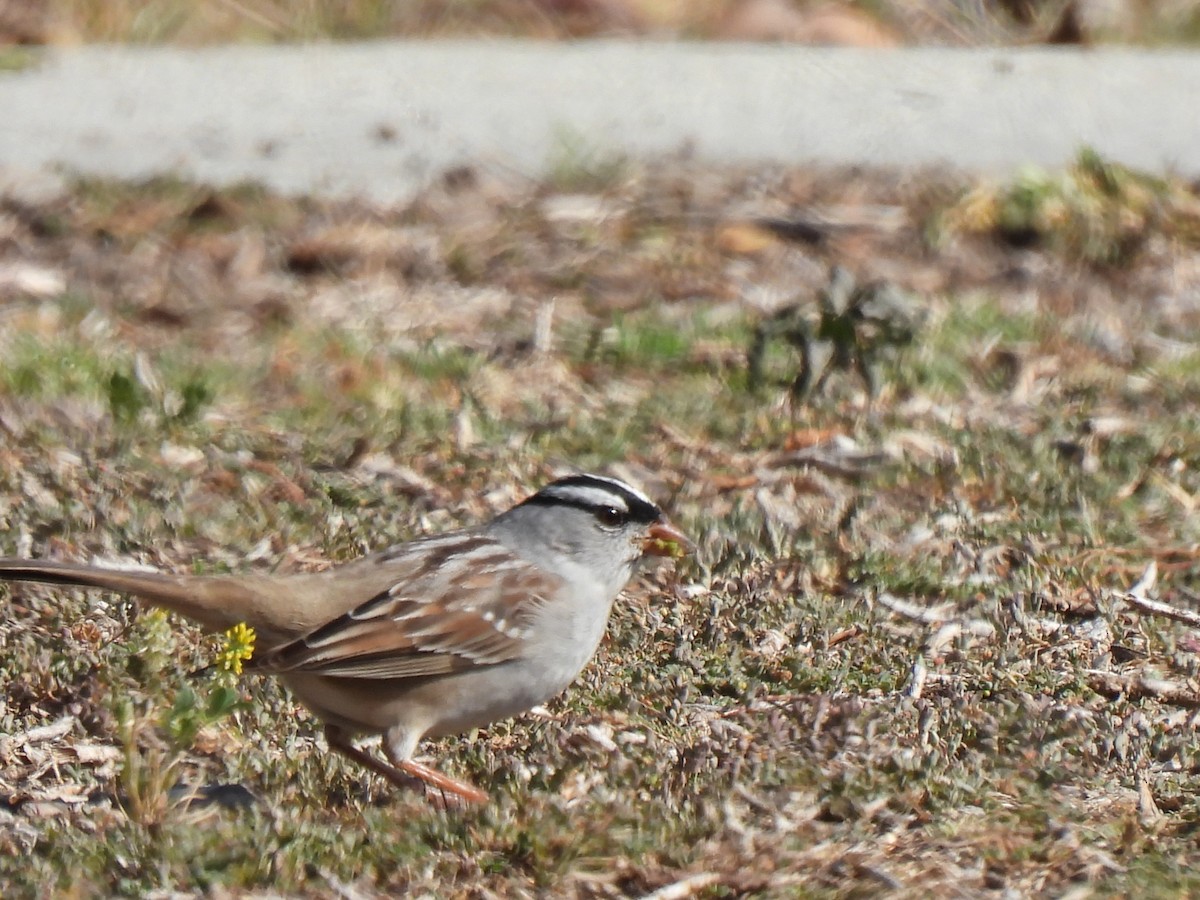 White-crowned Sparrow (Dark-lored) - ML452082401