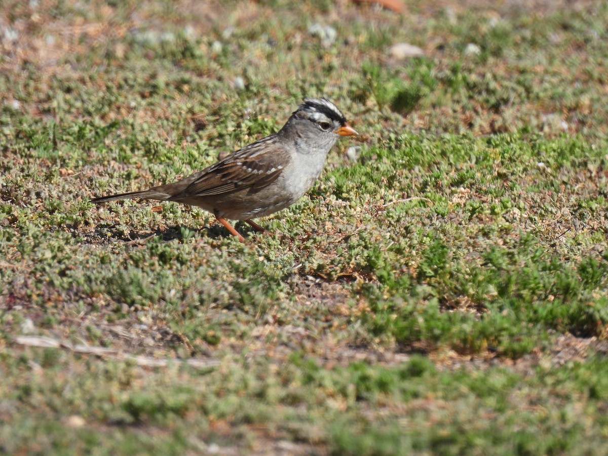 White-crowned Sparrow - ML452082561