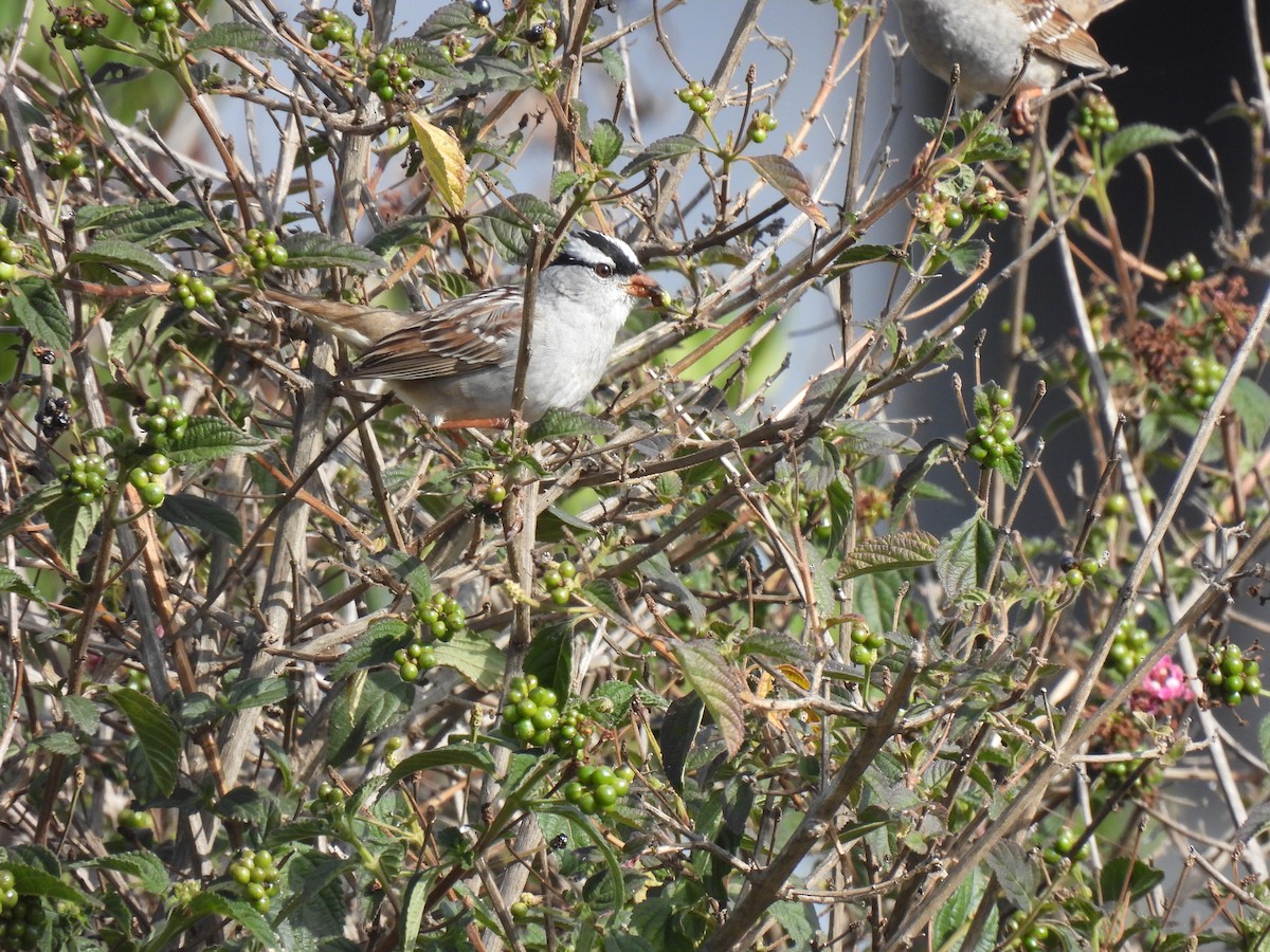 White-crowned Sparrow (Dark-lored) - ML452084001