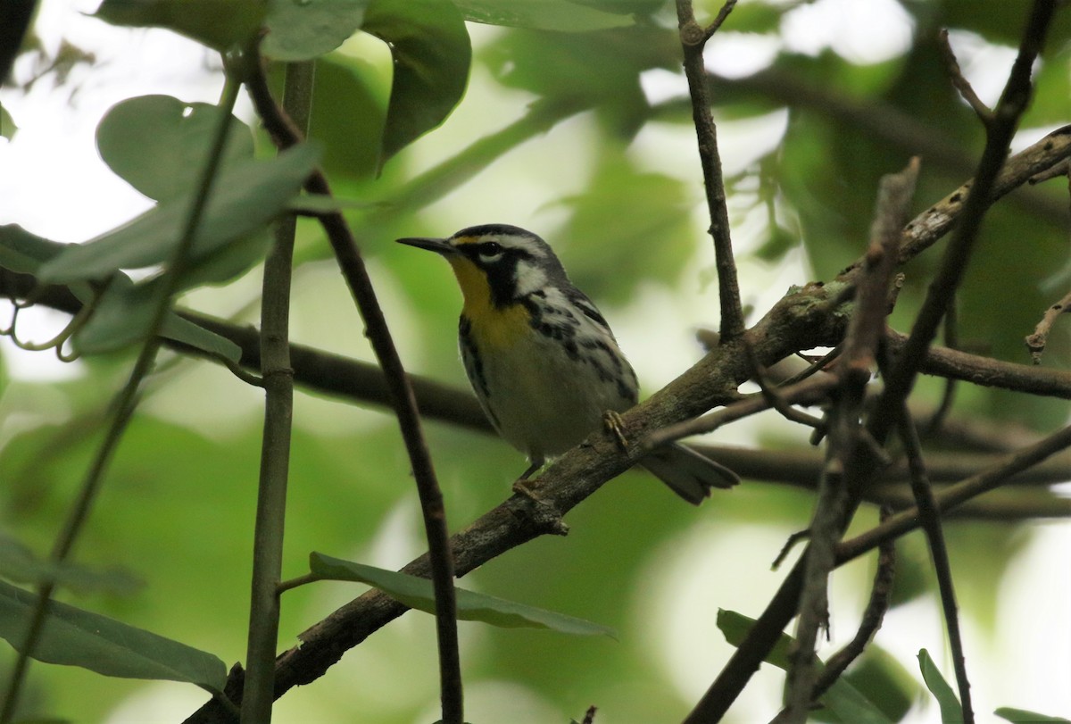 Yellow-throated Warbler - ML452103231