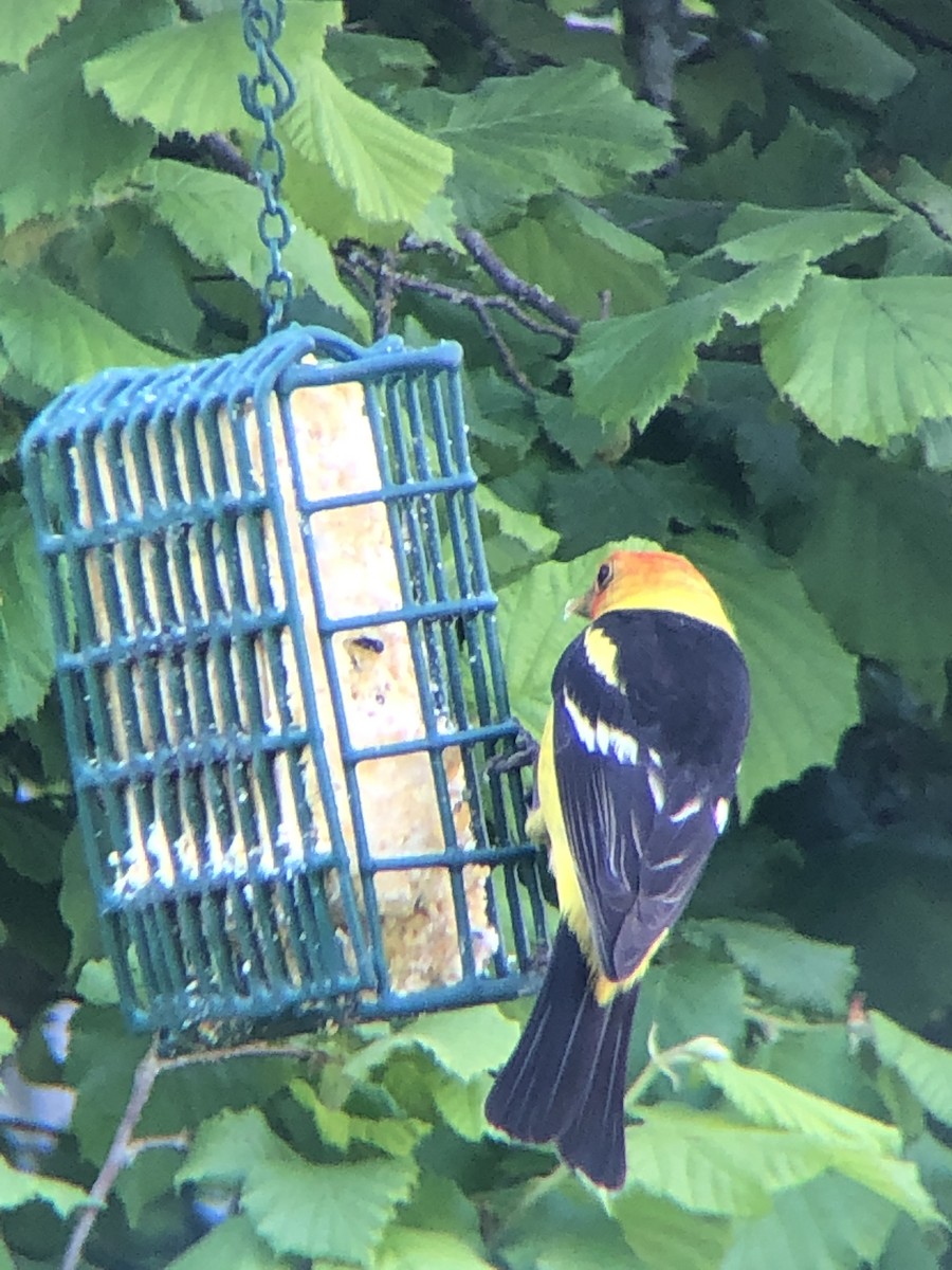 Western Tanager - ML452103591