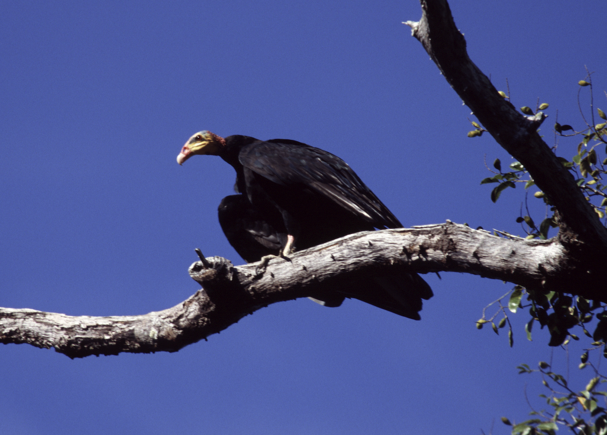 Greater Yellow-headed Vulture - ML452104181