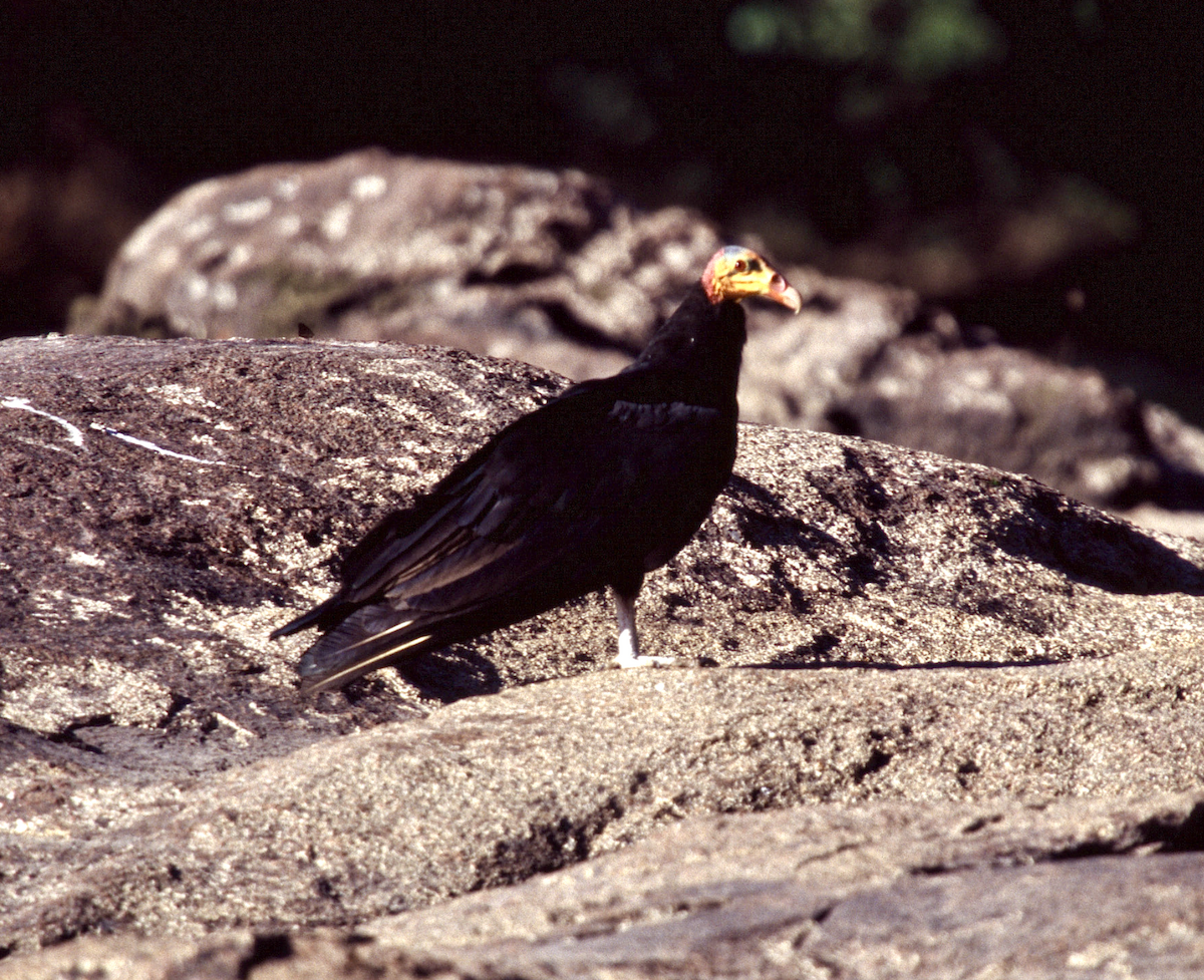 Greater Yellow-headed Vulture - ML452104211