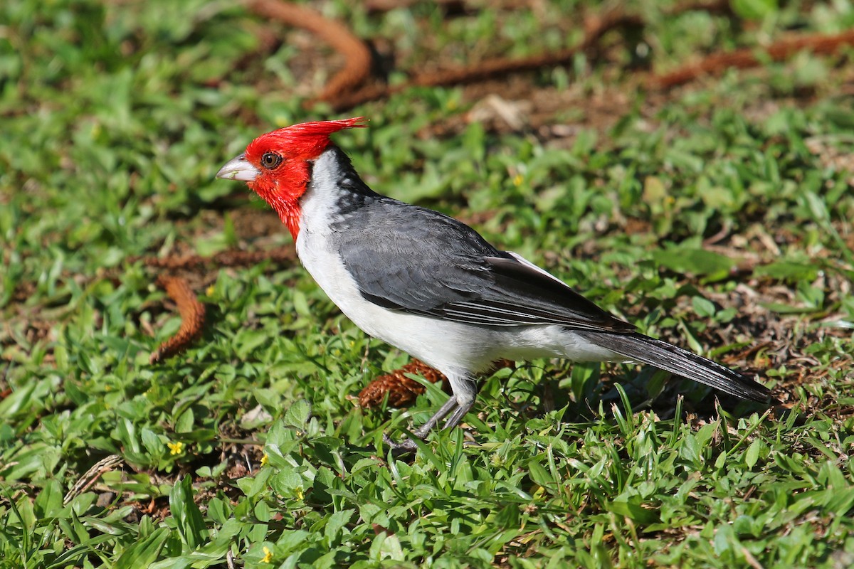 Red-crested Cardinal - Jamie Chavez