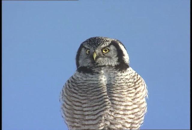 Northern Hawk Owl (American) - ML452116