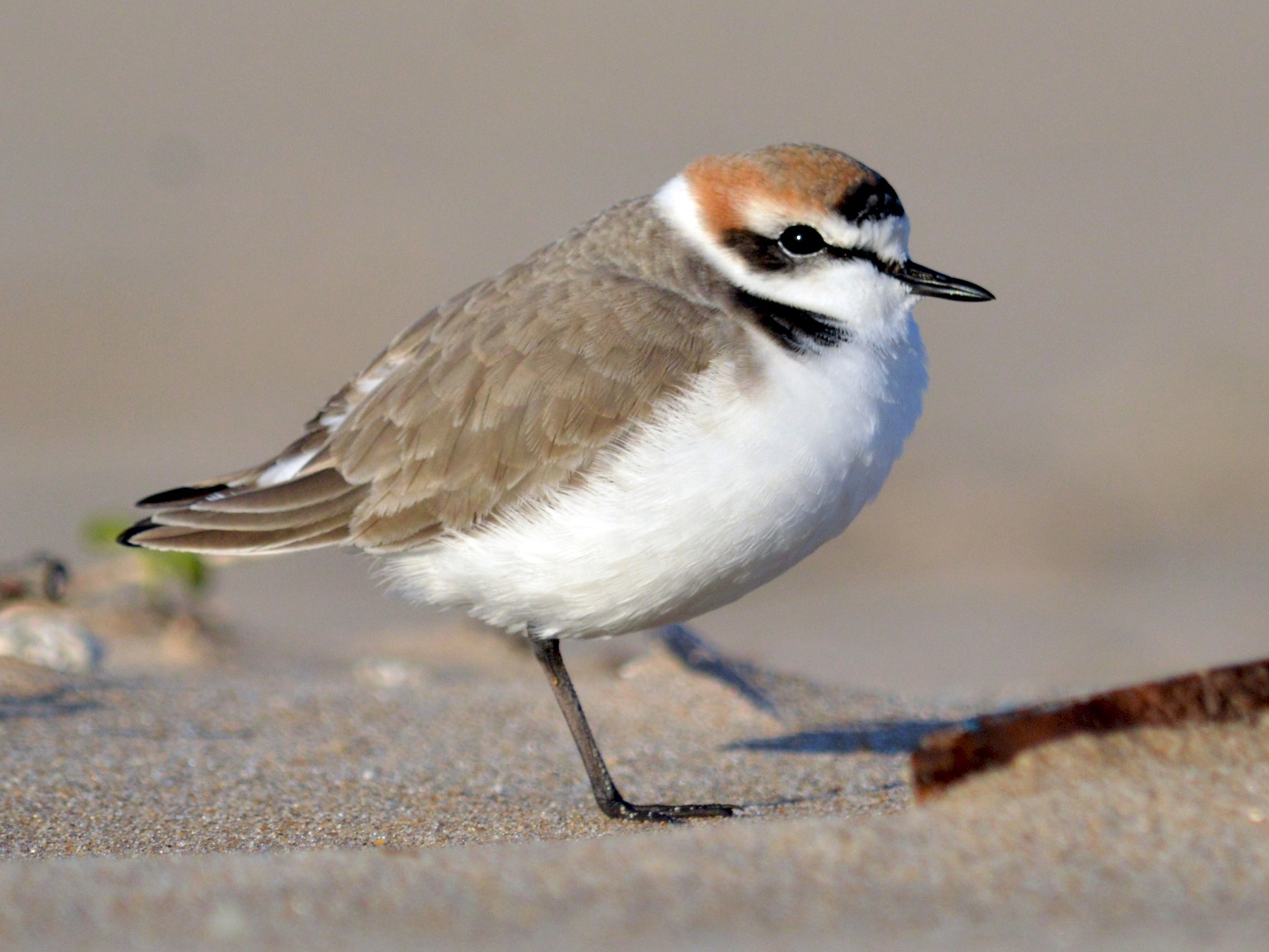 Kentish Plover - eBird Taiwan