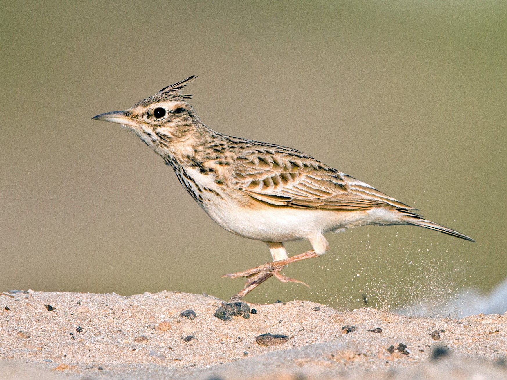 Crested Lark - Rhys Marsh