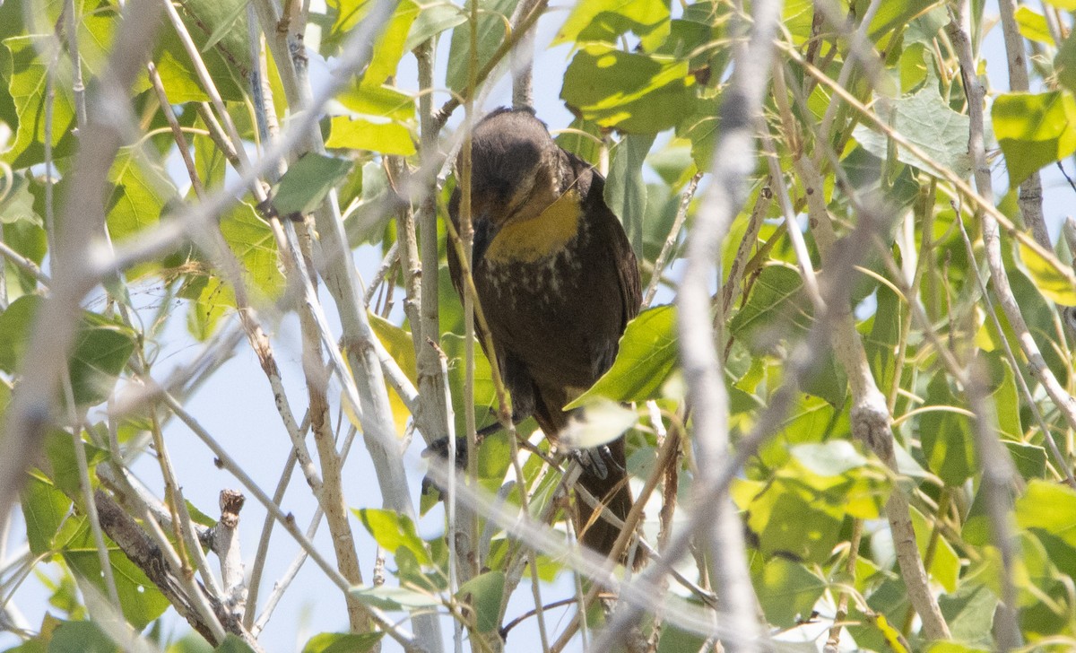 Yellow-headed Blackbird - ML452125291