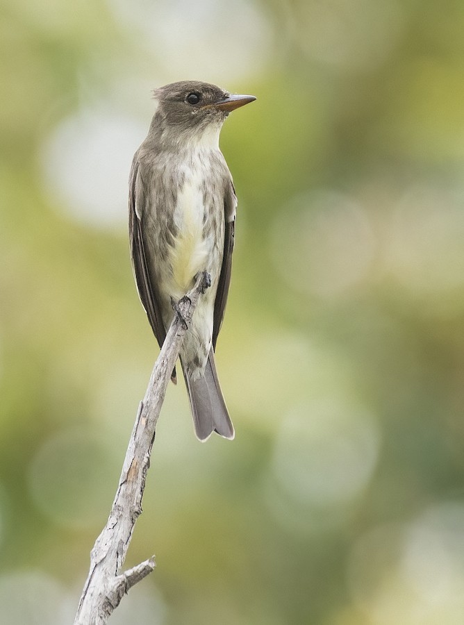Olive-sided Flycatcher