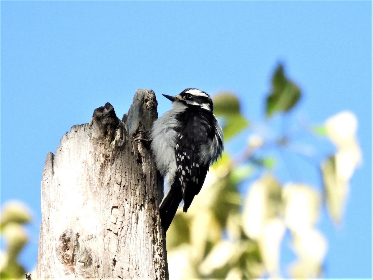 Downy Woodpecker - ML452130591