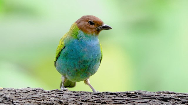Bay-headed Tanager - ML452135761
