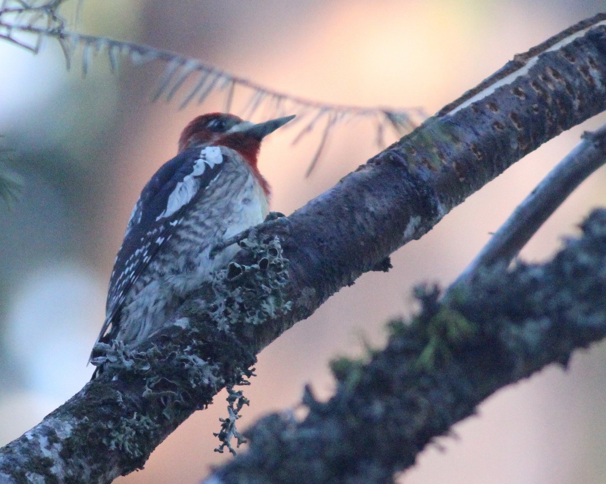 Red-breasted Sapsucker - ML45215171